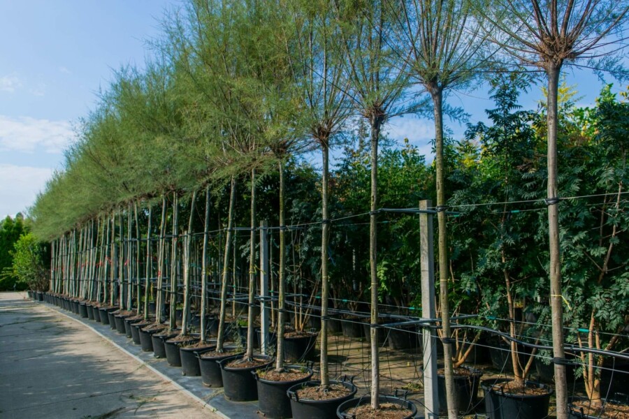 Viermännige Tamariske Tamarix tetrandra Hochstamm Stammumfang 12-14 T Tamarix tetrandra Hochstamm 12/14