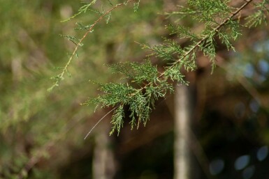 Viermännige Tamariske Tamarix tetrandra Hochstamm Stammumfang 12-14 T Tamarix tetrandra Hochstamm 12/14