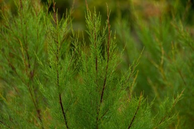 Viermännige Tamariske Tamarix tetrandra Hochstamm Stammumfang 12-14 T Tamarix tetrandra Hochstamm 12/14