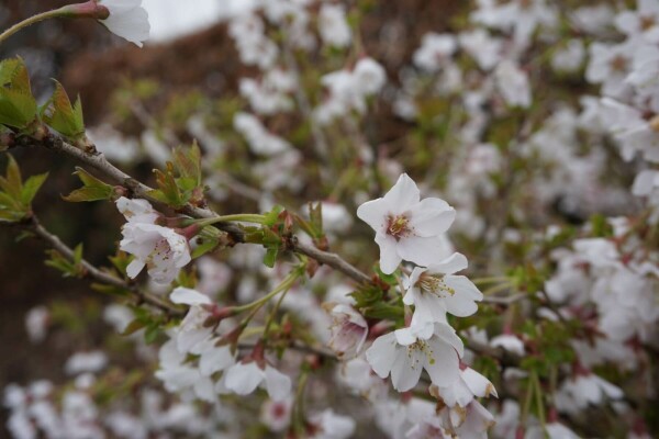 Geschlitzte Kirsche Prunus incisa 'Kojou No Mai' Topf Heijnen Pflanzen
