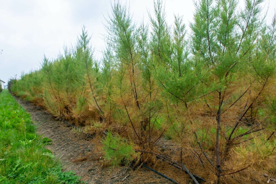 Viermännige Tamariske Tamarix tetrandra Mehrstämmig 250-300 T Tamarix tetrandra Mehrstämmig 250-300