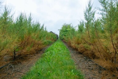 Viermännige Tamariske Tamarix tetrandra Mehrstämmig 250-300 T Tamarix tetrandra Mehrstämmig 250-300