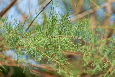Viermännige Tamariske Tamarix tetrandra Mehrstämmig 250-300 T Tamarix tetrandra Mehrstämmig 250-300