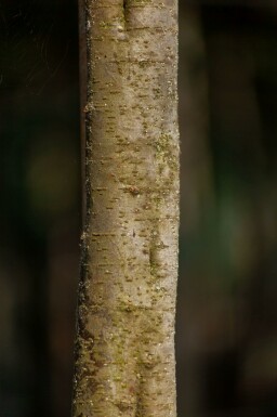 Viermännige Tamariske Tamarix tetrandra Mehrstämmig 250-300 T Tamarix tetrandra Mehrstämmig 250-300