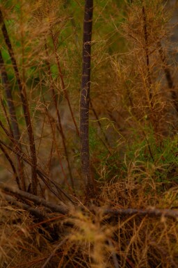 Viermännige Tamariske Tamarix tetrandra Mehrstämmig 250-300 T Tamarix tetrandra Mehrstämmig 250-300