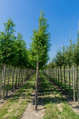 Sumpfzypresse Taxodium distichum Taxodium distichum