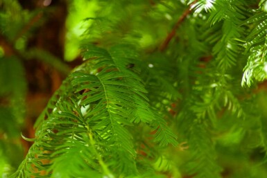 Sumpfzypresse Taxodium distichum Taxodium distichum