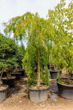 Sumpfzypresse Taxodium distichum Hochstamm Taxodium distichum Hochstamm