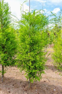 Sumpfzypresse Taxodium distichum Stammbusch Taxodium distichum Stammbusch