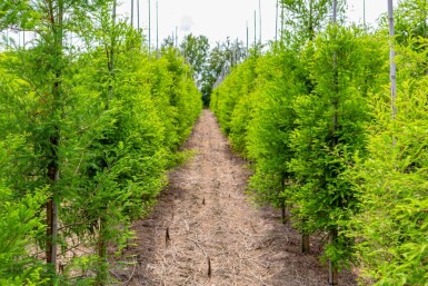Sumpfzypresse Taxodium distichum Stammbusch Taxodium distichum Stammbusch
