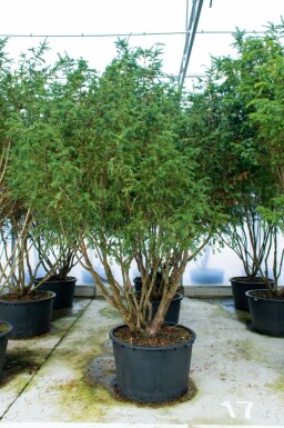 Eibe Taxus baccata Taxus baccata