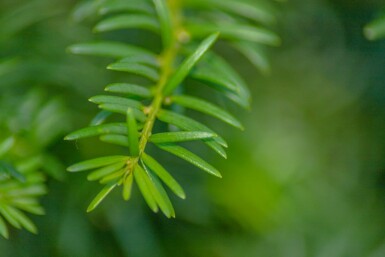 Eibe Taxus baccata Taxus baccata