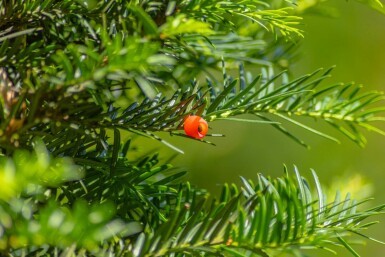 Eibe Taxus baccata Hochstamm Taxus baccata Hochstamm