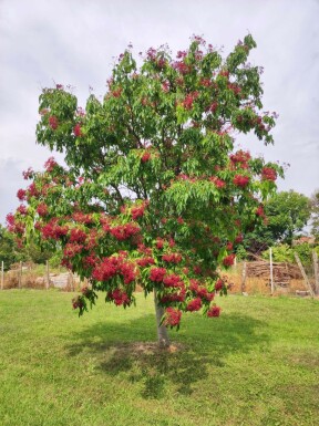 Bienenbaum Tetradium daniellii Tetradium daniellii