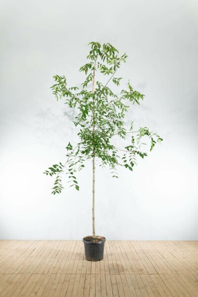 Bienenbaum Tetradium daniellii Hochstamm Stammumfang 10-12 T Tetradium daniellii Hochstamm 10/12