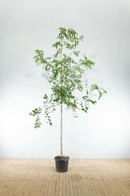 Bienenbaum Tetradium daniellii Hochstamm Stammumfang 10-12 T Tetradium daniellii Hochstamm 10/12