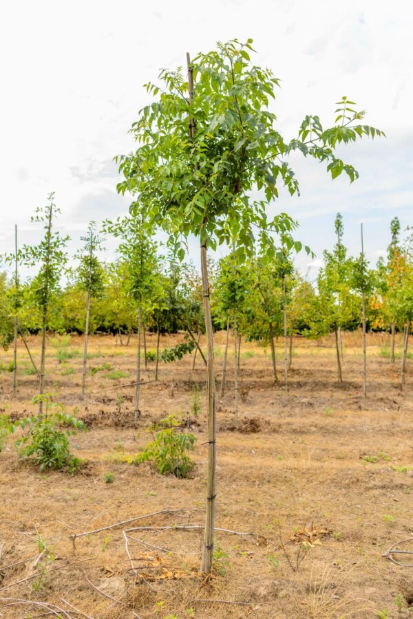 Bienenbaum Tetradium daniellii Hochstamm Stammumfang 10-12 T Tetradium daniellii Hochstamm 10/12