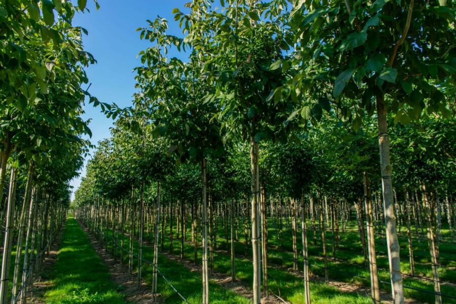 Bienenbaum Tetradium daniellii Hochstamm Stammumfang 10-12 T Tetradium daniellii Hochstamm 10/12