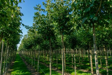 Bienenbaum Tetradium daniellii Hochstamm Stammumfang 10-12 T Tetradium daniellii Hochstamm 10/12