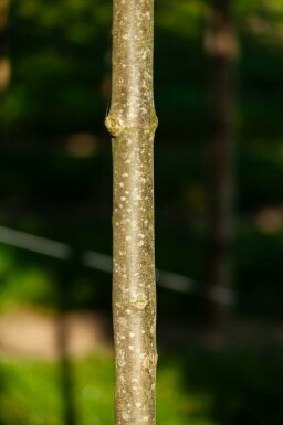 Bienenbaum Tetradium daniellii Hochstamm Stammumfang 10-12 T Tetradium daniellii Hochstamm 10/12