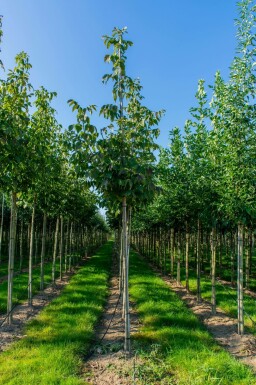 Bienenbaum Tetradium daniellii Hochstamm Stammumfang 10-12 T Tetradium daniellii Hochstamm 10/12