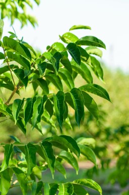 Bienenbaum Tetradium daniellii Hochstamm Stammumfang 10-12 T Tetradium daniellii Hochstamm 10/12