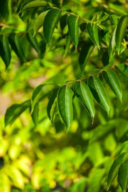 Bienenbaum Tetradium daniellii Hochstamm Stammumfang 10-12 T Tetradium daniellii Hochstamm 10/12