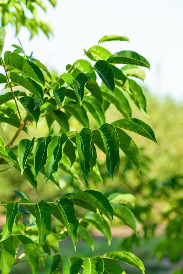 Bienenbaum Tetradium daniellii Mehrstämmig 250-300 T Tetradium daniellii Mehrstämmig 250-300