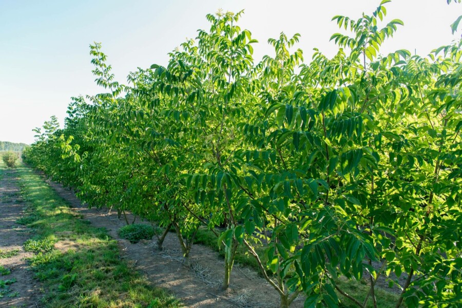 Bienenbaum Tetradium daniellii Mehrstämmig 250-300 T Tetradium daniellii Mehrstämmig 250-300