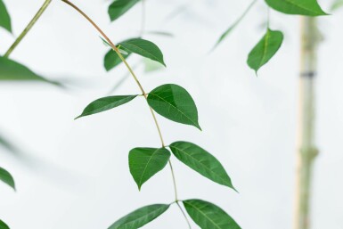 Bienenbaum Tetradium daniellii Mehrstämmig 250-300 T Tetradium daniellii Mehrstämmig 250-300