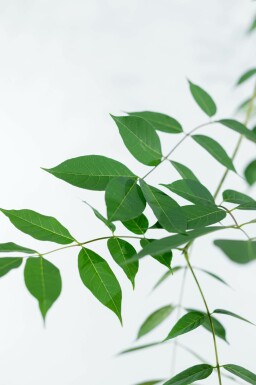 Bienenbaum Tetradium daniellii Mehrstämmig 250-300 T Tetradium daniellii Mehrstämmig 250-300