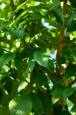 Bienenbaum Tetradium daniellii Mehrstämmig 250-300 T Tetradium daniellii Mehrstämmig 250-300