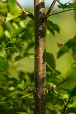 Bienenbaum Tetradium daniellii Mehrstämmig 250-300 T Tetradium daniellii Mehrstämmig 250-300