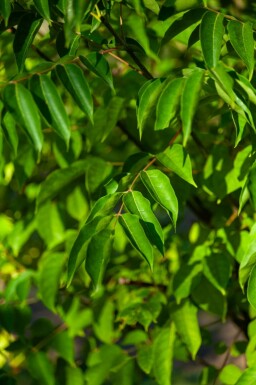 Bienenbaum Tetradium daniellii Mehrstämmig 250-300 T Tetradium daniellii Mehrstämmig 250-300