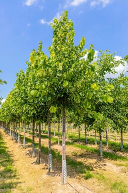 Amerikanische Linde Tilia americana 'Nova' Tilia americana 'Nova'