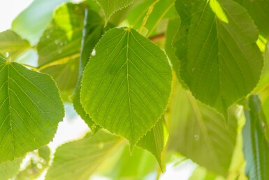 Amerikanische Linde Tilia americana 'Nova' Tilia americana 'Nova'