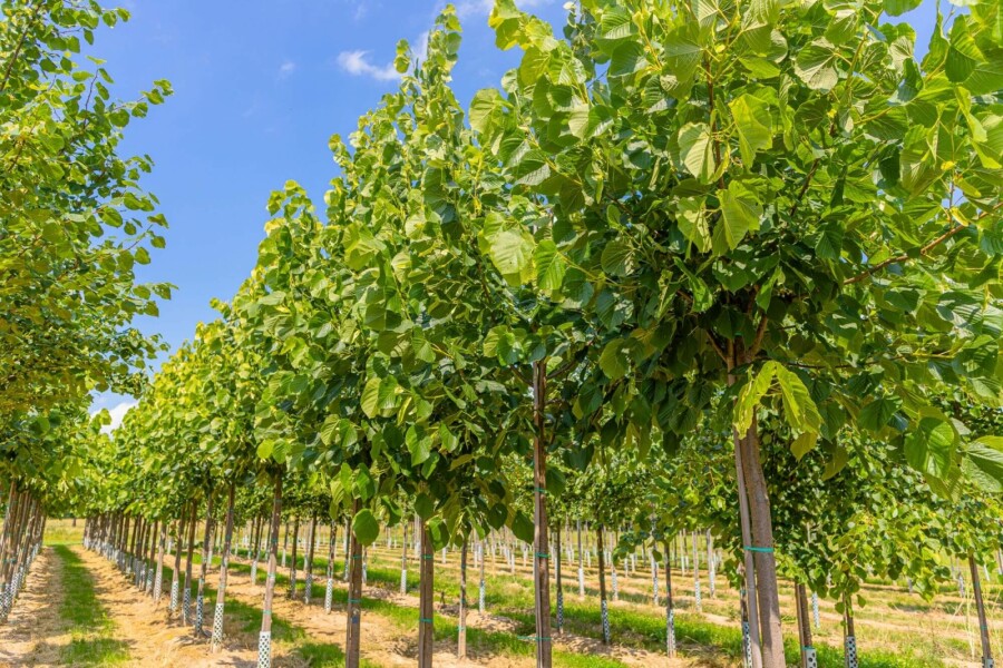 Amerikanische Linde Tilia americana 'Nova' Hochstamm Stammumfang 20-25 T Tilia americana 'Nova' Hochstamm 20/25