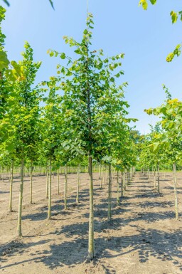 Winter-Linde Tilia cordata Tilia cordata