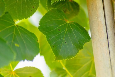 Winter-Linde Tilia cordata 'Böhlje' Tilia cordata 'Böhlje'