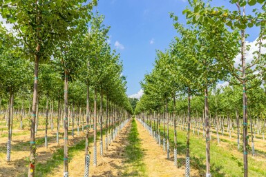 Winter-Linde Tilia cordata 'Böhlje' Hochstamm Tilia cordata 'Böhlje' Hochstamm