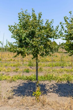 Winter-Linde Tilia cordata 'Green Globe' Tilia cordata 'Green Globe'