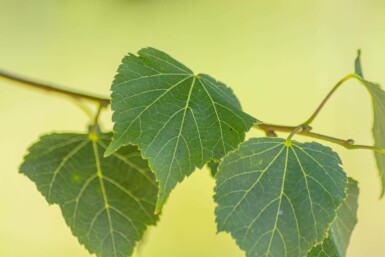 Winter-Linde Tilia cordata 'Green Globe' Tilia cordata 'Green Globe'