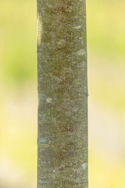 Winter-Linde Tilia cordata 'Green Globe' Hochstamm Stammumfang 8-10 Stammhöhe 180 T Tilia cordata 'Green Globe' Hochstamm 8/10 180cm Stamm