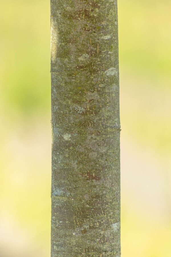 Winter-Linde Tilia cordata 'Green Globe' Kugelförmig Stammumfang 10-12 Stammhöhe 225 T Tilia cordata 'Green Globe' Kugelförmig 10/12 225cm Stamm