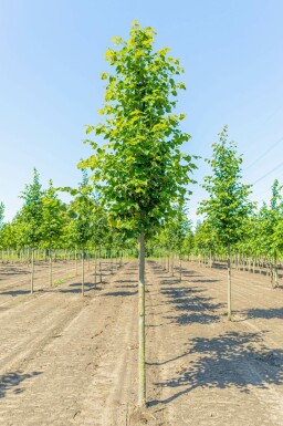 Winter-Linde Tilia cordata 'Greenspire' Tilia cordata 'Greenspire'