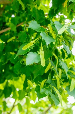 Winter-Linde Tilia cordata 'Greenspire' Tilia cordata 'Greenspire'