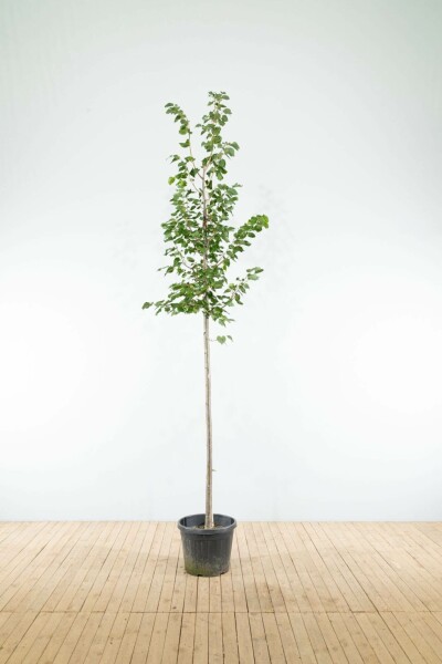 Winter-Linde Tilia cordata 'Greenspire' Hochstamm Stammumfang 10-12 T Tilia cordata 'Greenspire' Hochstamm 10/12