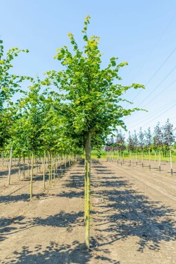 Winter-Linde Tilia cordata 'Rancho' Tilia cordata 'Rancho'