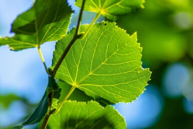 Winter-Linde Tilia cordata 'Rancho' Tilia cordata 'Rancho'