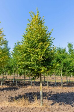 Winter-Linde Tilia cordata 'Winter Orange' Tilia cordata 'Winter Orange'